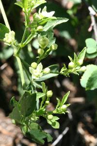 Clematis ligusticifolia image