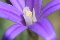 Brodiaea elegans image