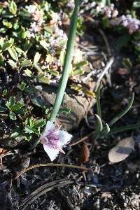 Calochortus elegans image