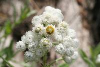 Anaphalis margaritacea image