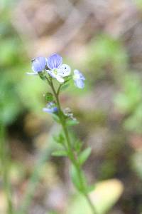 Veronica americana image