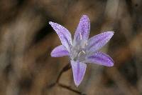 Triteleia bridgesii image