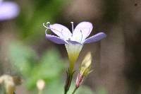 Navarretia leptalea image