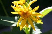 Senecio triangularis image