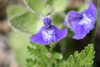 Scutellaria tuberosa image