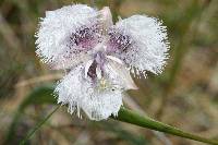 Calochortus tolmiei image