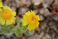 Eriophyllum wallacei image