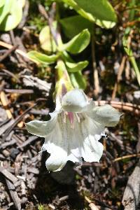 Gentiana newberryi image