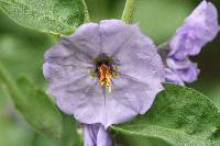 Solanum umbelliferum image