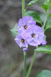 Solanum umbelliferum image