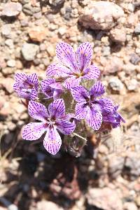 Langloisia setosissima image