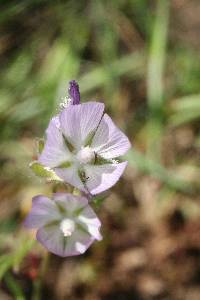 Sidalcea hirsuta image