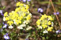 Castilleja campestris image