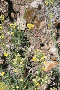 Oreocarya confertiflora image