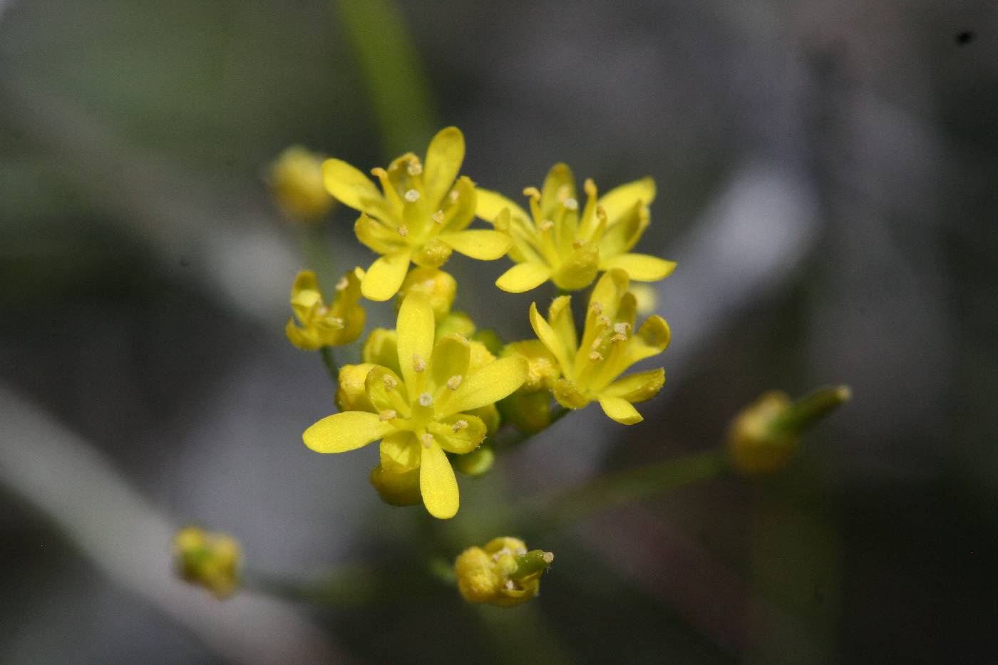 Descurainia longipedicellata image