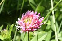 Trifolium longipes image