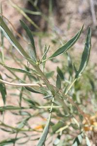 Stanleya pinnata image