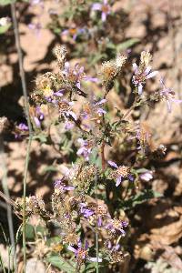 Eurybia integrifolia image