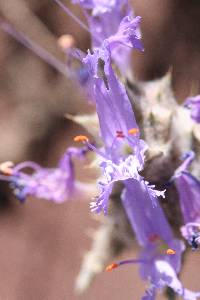 Salvia carduacea image