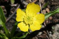 Ranunculus alismifolius image