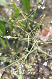 Alisma lanceolatum image