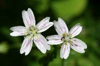 Claytonia rubra image