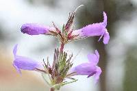 Penstemon speciosus image