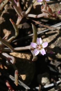 Claytonia exigua image