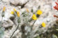 Hieracium horridum image