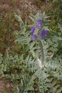 Salvia carduacea image