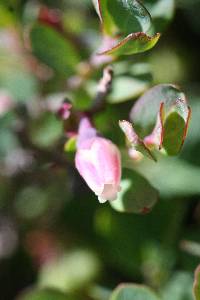 Vaccinium uliginosum image