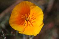 Eschscholzia californica image