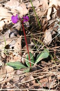 Primula hendersonii image