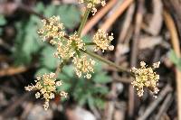 Lomatium martindalei image