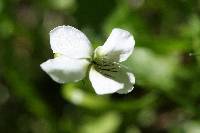 Viola macloskeyi image