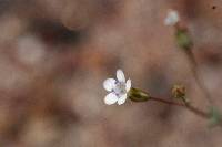 Gilia brecciarum image