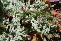 Lomatium nevadense image