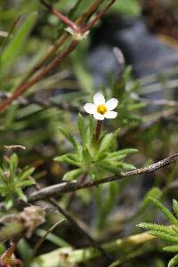 Navarretia heterandra image