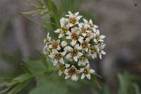 Comandra umbellata image