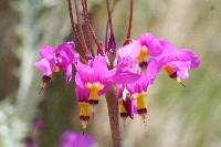 Primula pauciflora image