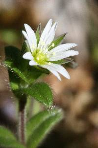 Cerastium glomeratum image