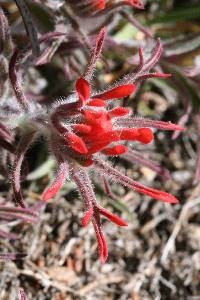 Castilleja angustifolia image