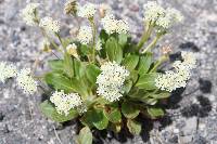 Eriogonum pyrolifolium image