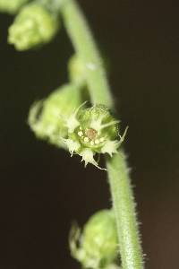 Tellima grandiflora image