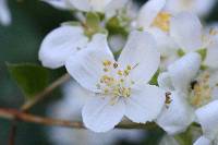 Philadelphus lewisii image