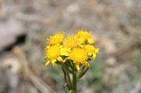 Senecio integerrimus image