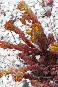 Sedum stenopetalum image