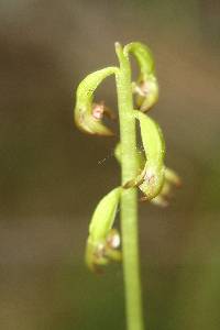 Corallorhiza trifida image