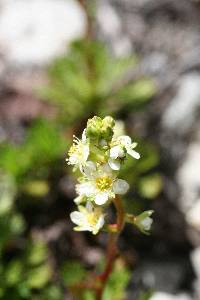 Luetkea pectinata image