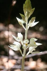 Cephalanthera austiniae image